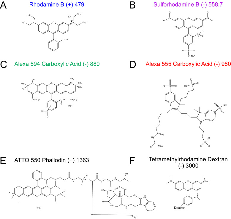 Figure 3—figure supplement 1.