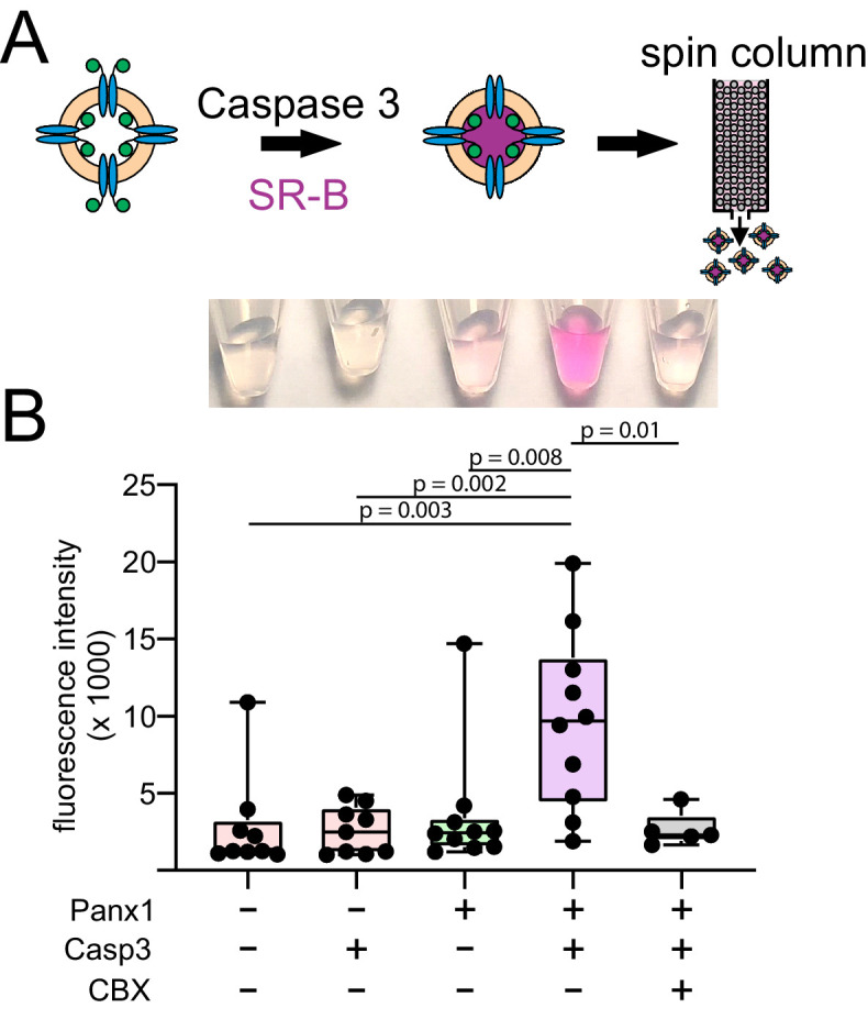 Figure 2—figure supplement 1.