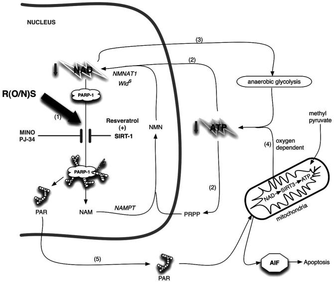 Fig. (2)