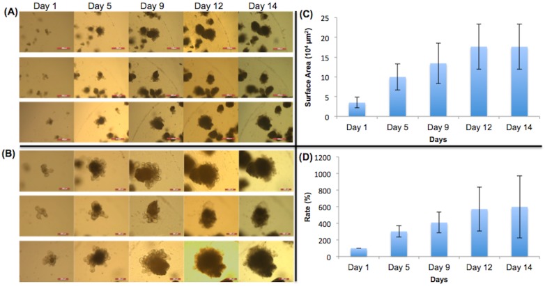 Fig 10