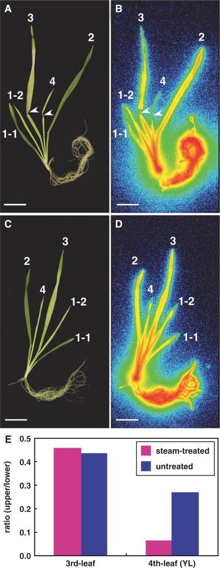 Fig. 4