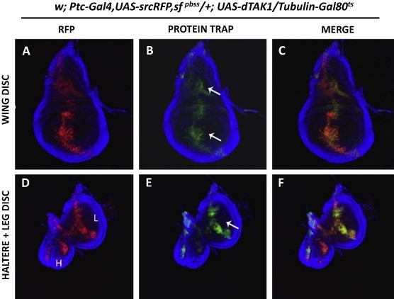 Fig. 4