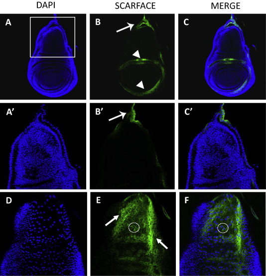 Fig. 2