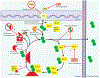 (Figure 3)