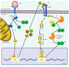 (Figure 1)