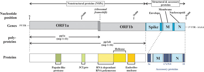 FIGURE 2