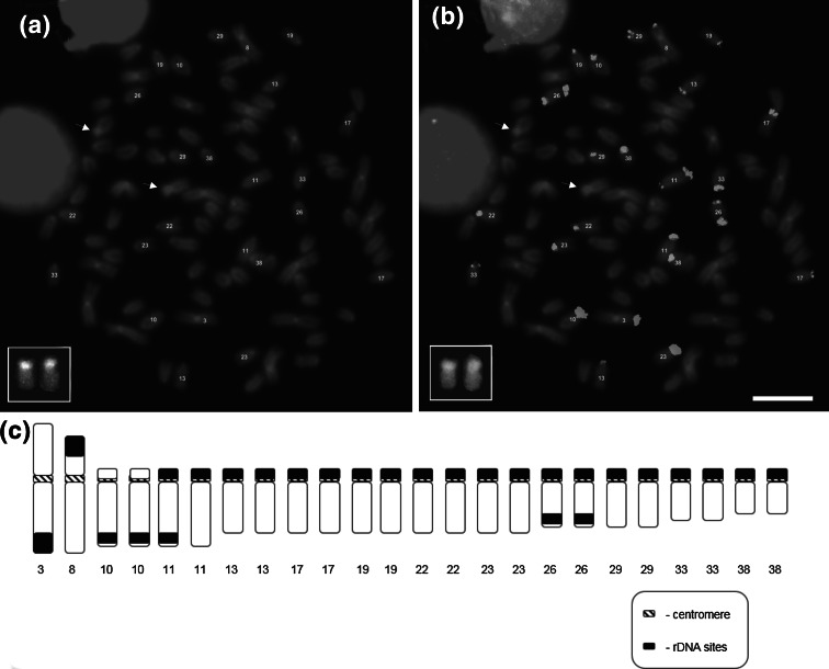 Fig. 4