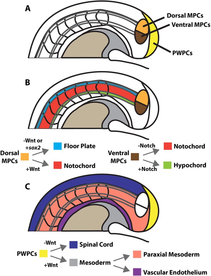 Fig. 8.