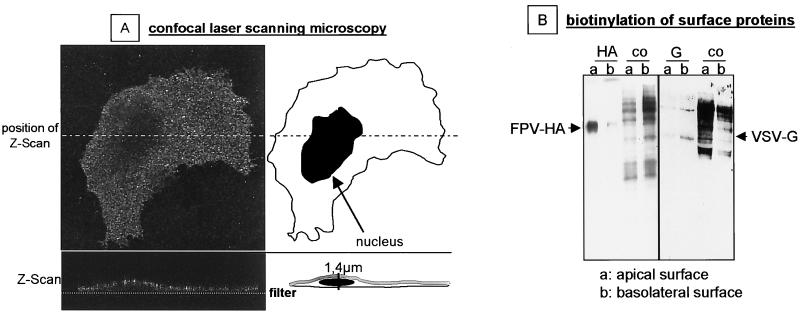 FIG. 9