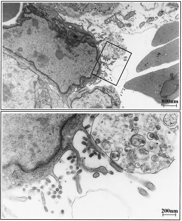 FIG. 8