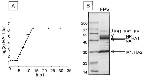 FIG. 6