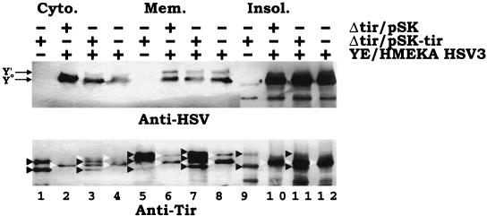 FIG. 7