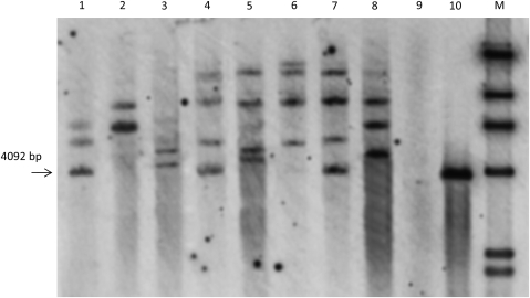 Fig. 6.