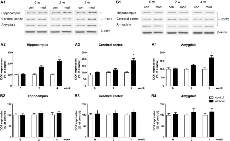 FIGURE 4