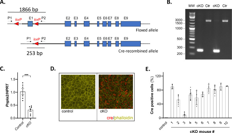 Figure 1.