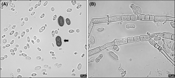 FIGURE 2