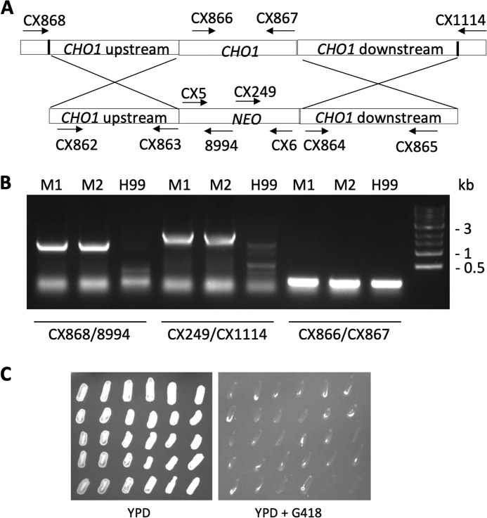 Figure 5.