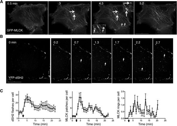 FIGURE 2: