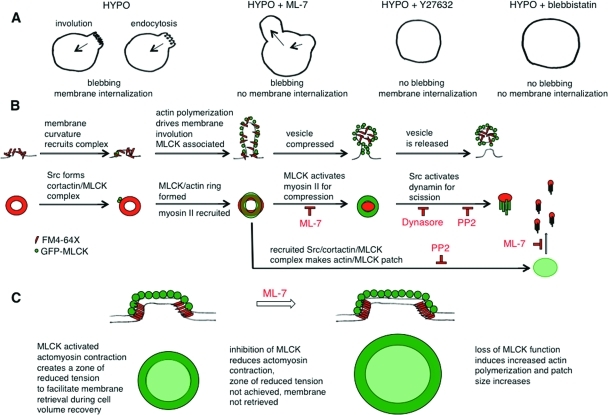 FIGURE 11: