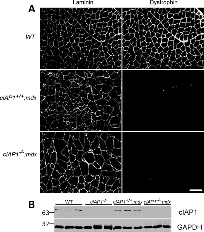 Figure 1.