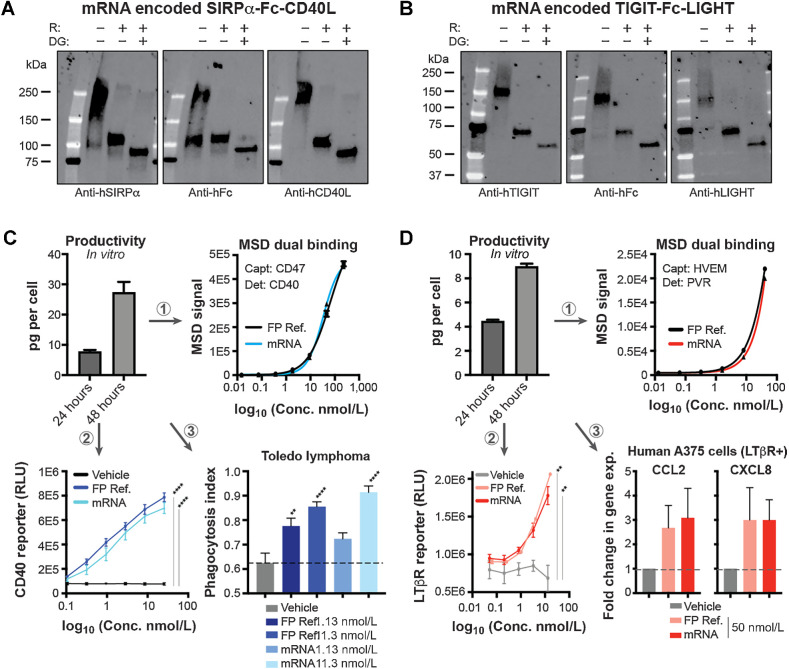 Figure 2. mRNA constructs encoded functional hexameric bifunctional therapeutic fusion proteins. A and B, mRNA-encoded human SIRPα-Fc-CD40L (A) or TIGIT-Fc-LIGHT (B) was transfected into HEK293T cells and after 48 hours, the resulting protein was affinity purified using FcXL resin. The purified protein migrated as expected in SDS-PAGE under nonreduced, BME-reduced (R) and deglycosylated (DG) conditions, and was detected by three separate domain-specific antibodies. C and D, Per cell production of mRNA generated protein was quantitated using a dual MSD PK assay and two separate VHH reagents developed to be hexameric-fusion protein specific for capture and detection. C, The mRNA generated supernatant concentrations were matched to that of fusion protein reference material (FP Ref.) and both the FP ref. and mRNA-generated protein (mRNA) were assessed head-to-head for SIRPα-Fc-CD40L in (1) a dual MSD potency assay, (2) CD40 cell-based NFκB activity assay, and (3) an in vitro macrophage/tumor phagocytosis assay. D, Human TIGIT-Fc-LIGHT was also encoded by mRNA and characterized by Western blot analysis and a dual PK MSD assay. The resulting mRNA-generated protein concentrations were normalized to a FP ref. and assessed head-to-head in (1) a dual MSD potency assay, (2) a U2OS/NFκB/NIK/LTβR+ cell-based reporter assay, and (3) by qPCR assessing the expression of CCL2 and CXCL8 in the LTβR+ human tumor cell line A375. **, P < 0.01; ****, P < 0.0001.