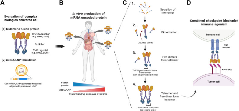 Figure 1. Proof of concept: Can mRNA/LNP formulations encode active multimeric biologics in vivo? A, Complex, hexameric bifunctional therapies that simultaneously block an immune checkpoint (CP) or tumor associated antigen (TAA) and agonize TNF receptor/ligand (TNFR / TNFL) pathways have been successfully manufactured as fusion protein biologics and are under clinical investigation in multiple oncology trials. B, The mRNA/LNP generation of similar multimeric therapeutics could influence certain attributes of pharmacokinetics and pharmacodynamics, including the in vivo production from multiple tissue compartments over an extended time course as compared with the fusion protein exposure kinetics. C, Fc-linked hexameric fusion proteins produced from mammalian production cell lines are secreted as monomers that go through a stepwise process of disulfide mediated dimerization, followed by tetramer and then hexamer formation through noncovalent interactions between neighboring TNF-ligand domains. D, The resulting hexameric fusion protein uniquely activates TNF-receptors, which require trimerization for signaling. (Created with BioRender.com.)