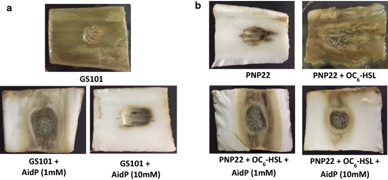 Fig. 7