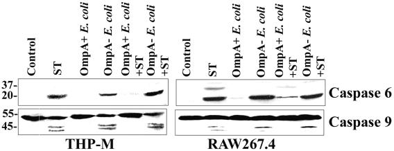 FIG. 8.