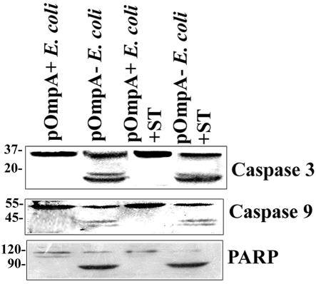 FIG. 9.