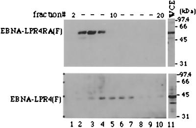 FIG. 7.