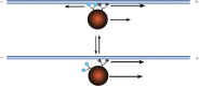 Fig. 15