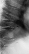 Fig. 2.