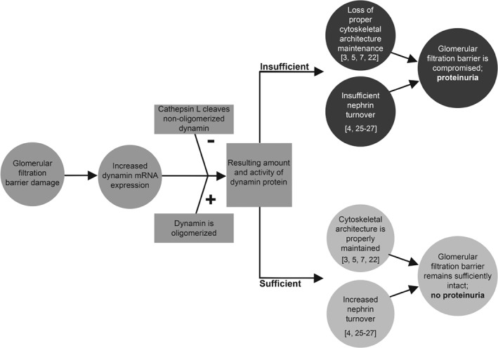 PATH-5181-FIG-0004-b