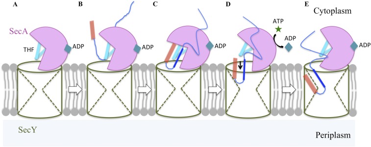 Fig. S6.