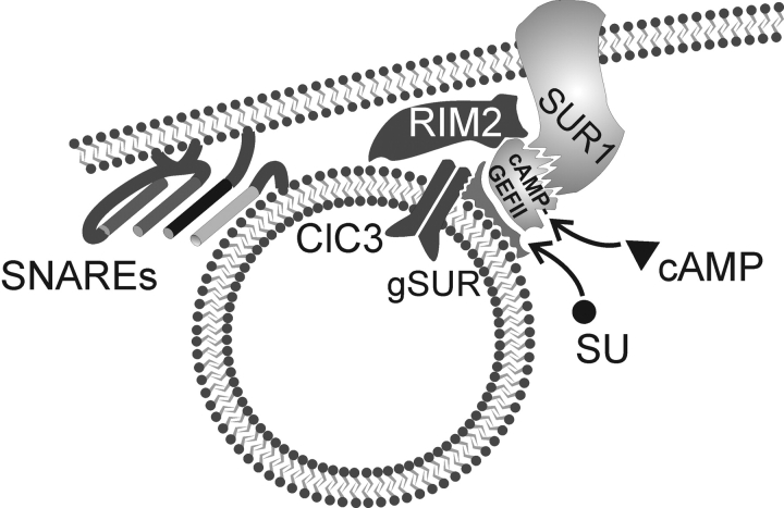 Figure 11. 