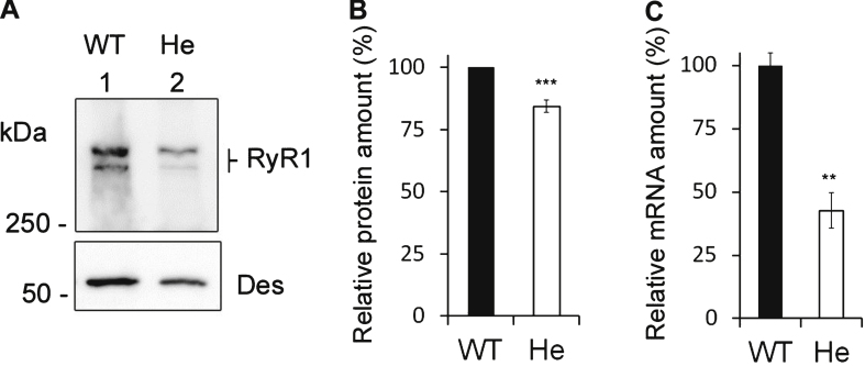 Fig.3