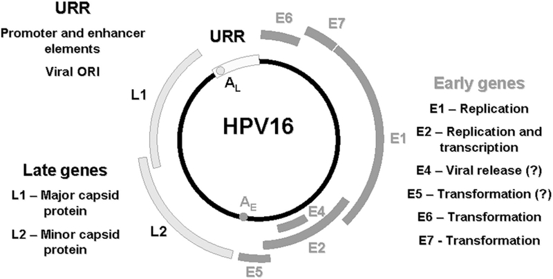 Figure 1: