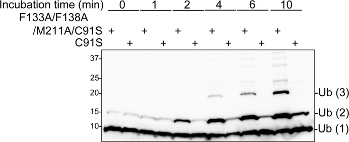 FIGURE 5.