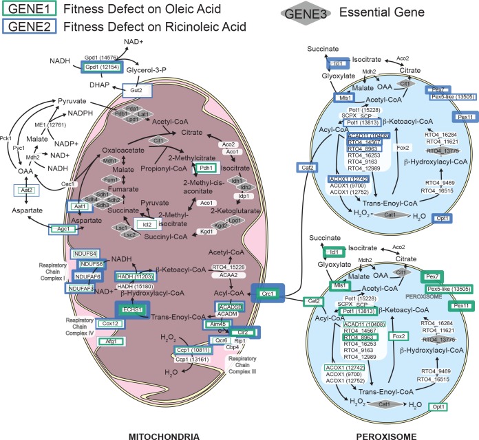 Figure 3—figure supplement 2.