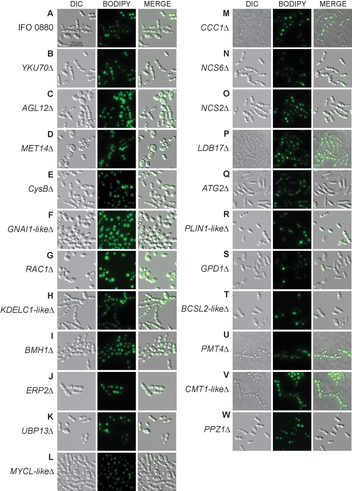 Figure 7—figure supplement 1.