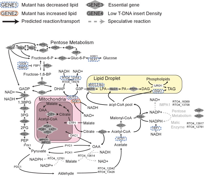 Figure 6—figure supplement 1.