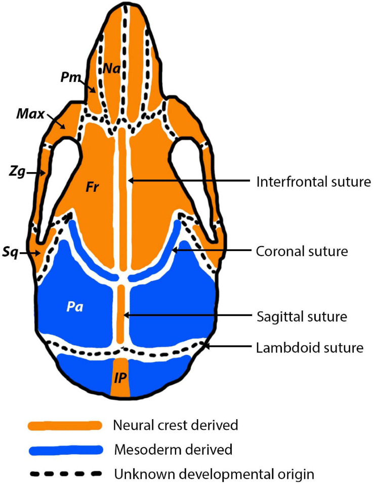 FIGURE 4