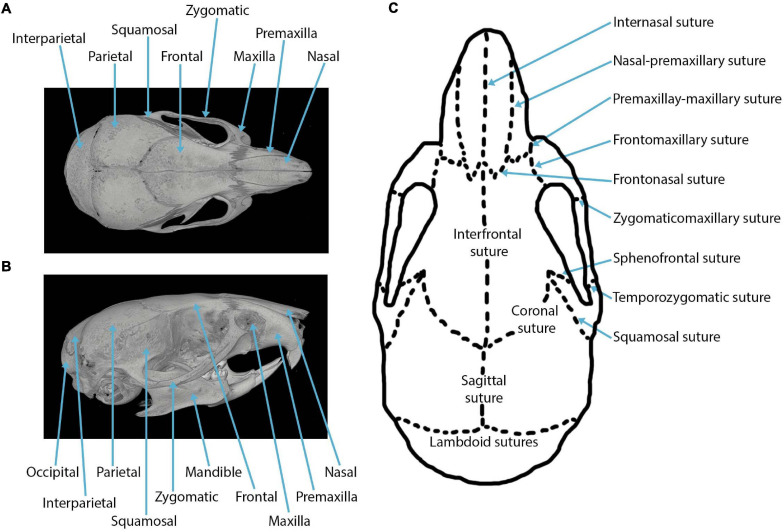 FIGURE 1