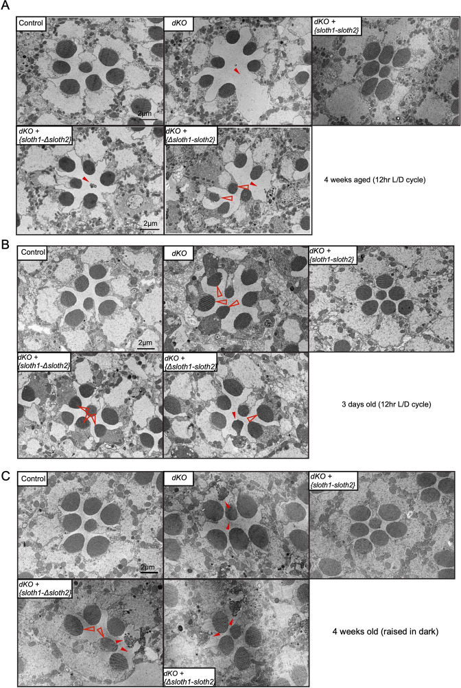 Figure 5—figure supplement 2.