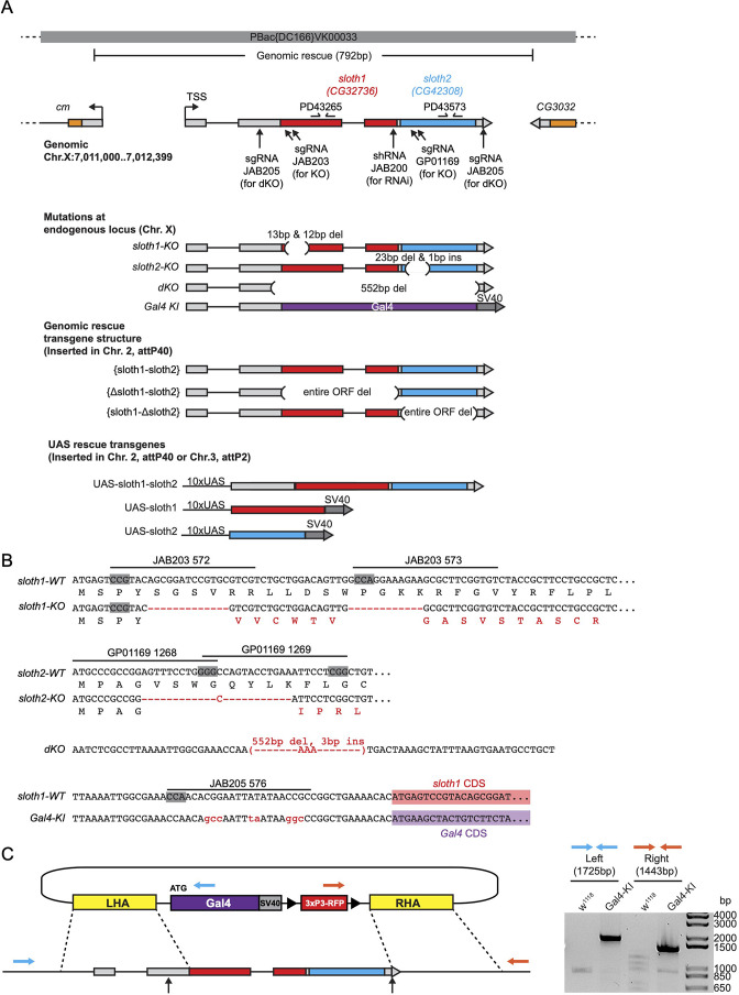 Figure 2—figure supplement 1.