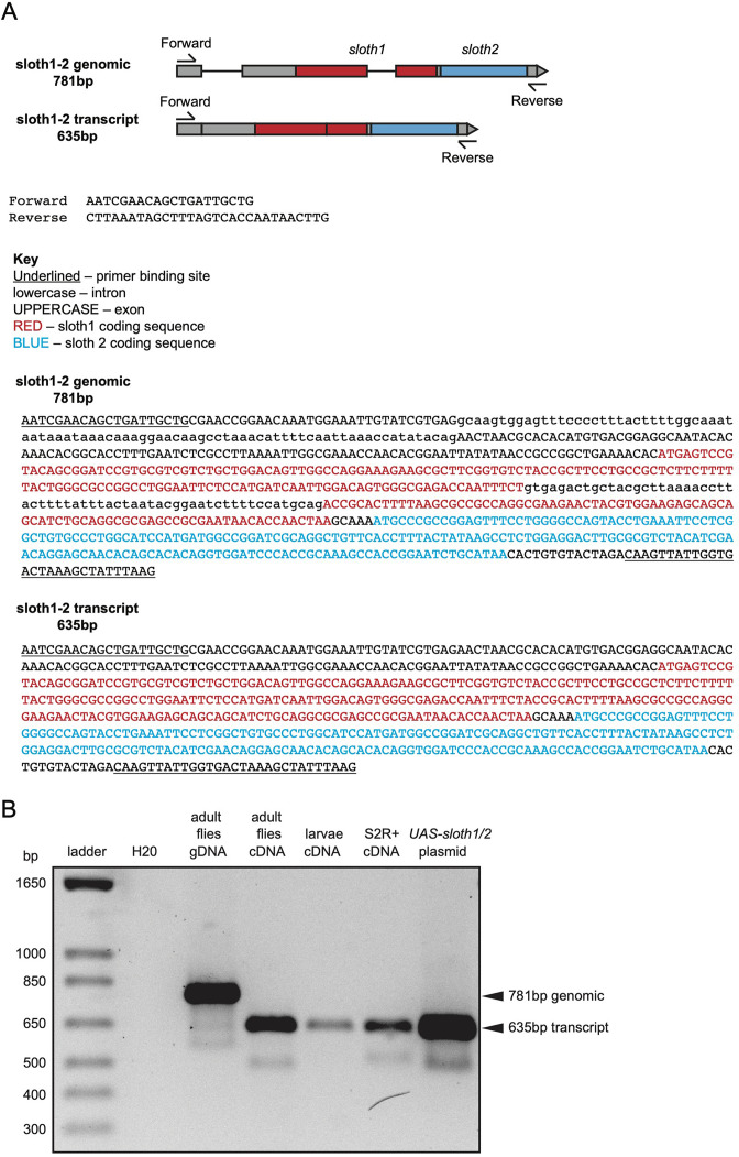 Figure 1—figure supplement 1.