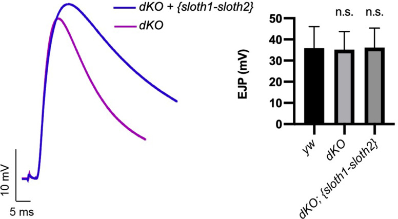 Figure 4—figure supplement 1.