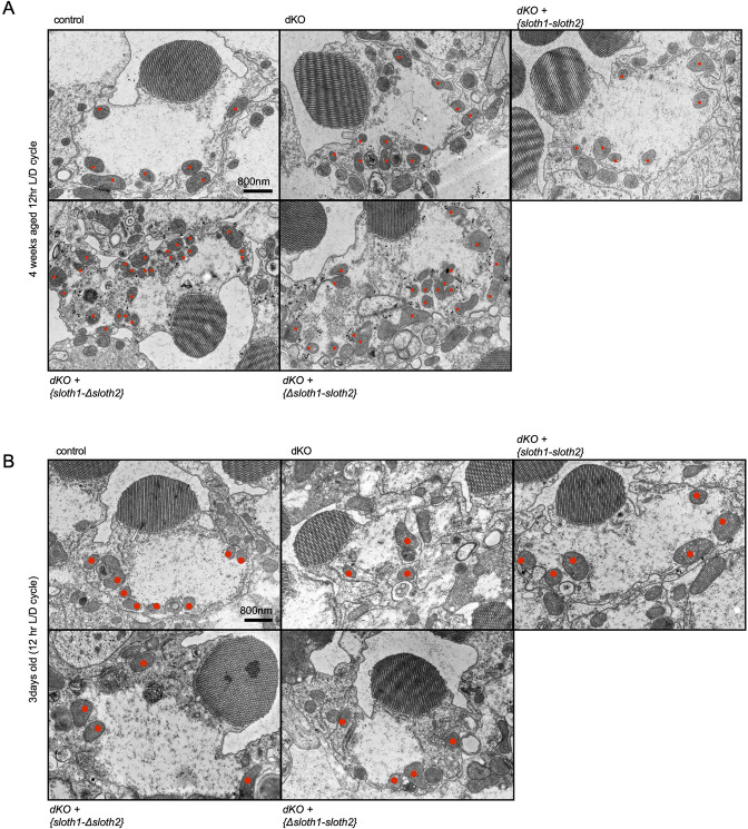 Figure 7—figure supplement 2.