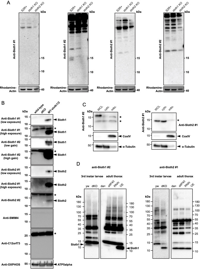 Figure 6—figure supplement 2.