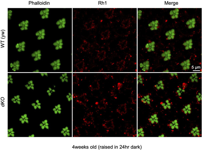 Figure 5—figure supplement 3.